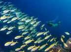 MADAGASCAR DIVING AND WILDLIFE ADVENTURE