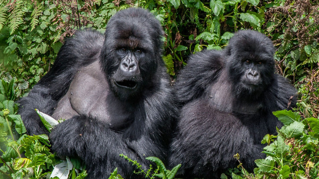 RWANDA GORILLA & RAINFOREST SAFARI