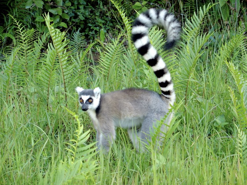 MADAGASCAR DIVING AND WILDLIFE ADVENTURE