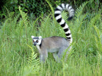 MADAGASCAR DIVING AND WILDLIFE ADVENTURE