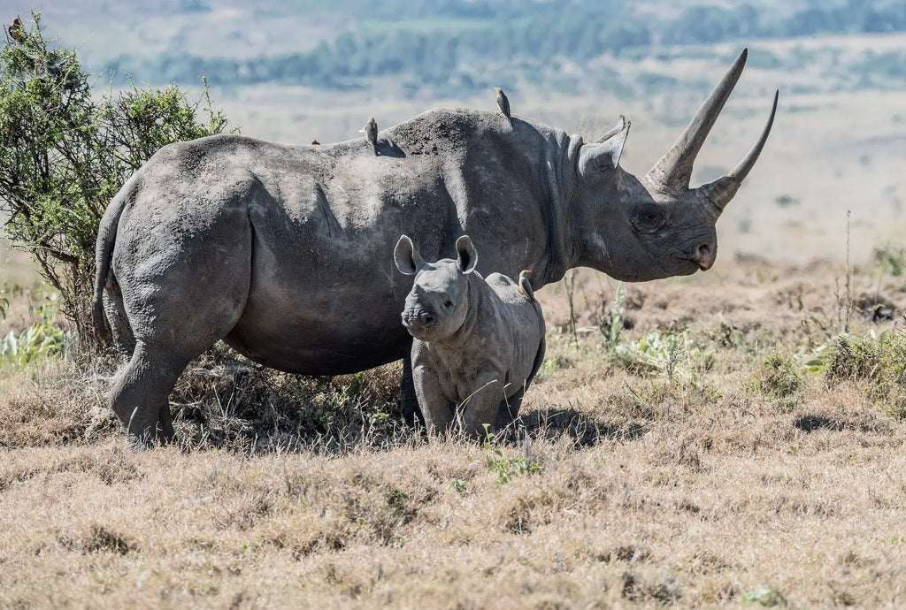 BOTSWANA WILDLIFE EXPLORER