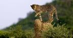 BOTSWANA WILDLIFE EXPLORER