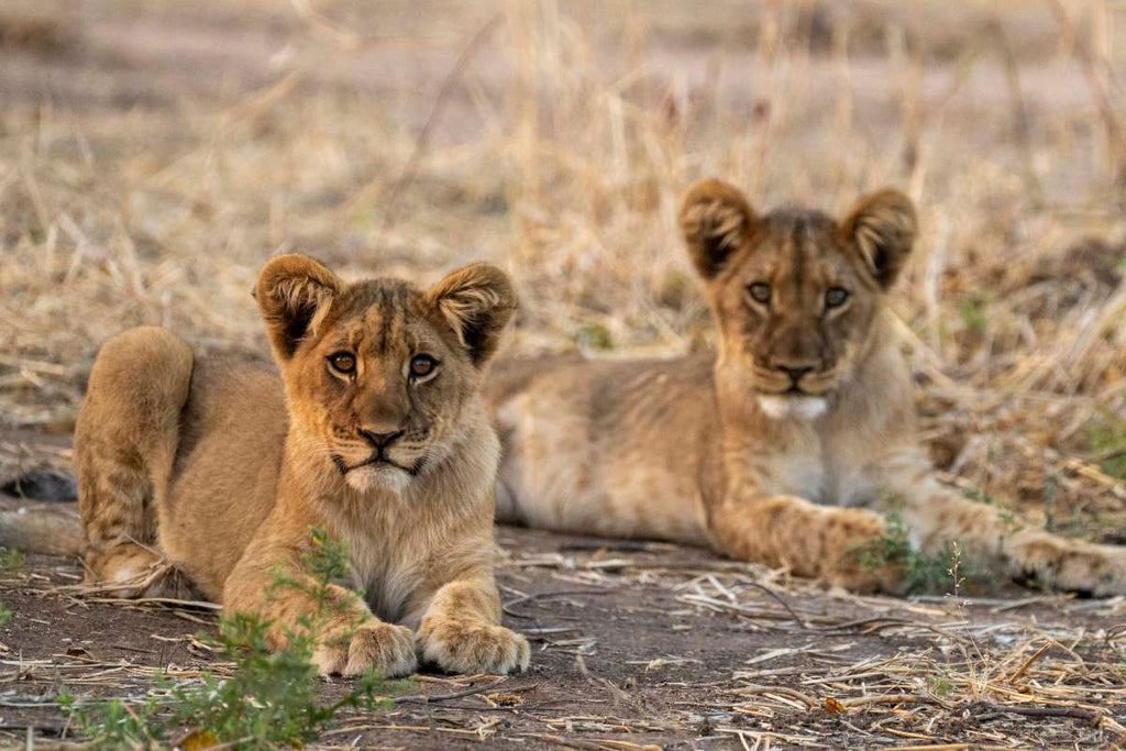 VICTORIA FALLS & HWANGE SAFARI