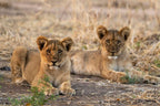 VICTORIA FALLS & HWANGE SAFARI