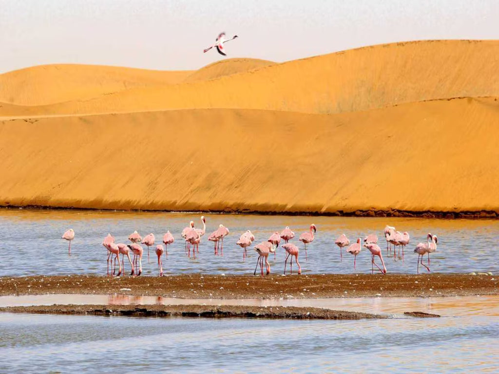 TRANS AFRICA SIGNATURE LODGE SAFARI