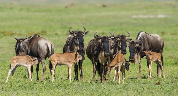 SERENGETI GREAT MIGRATION SAFARI