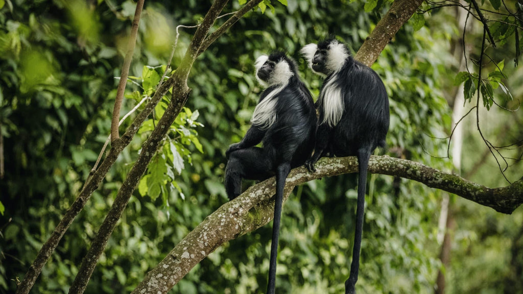 RWANDA GORILLA & RAINFOREST SAFARI