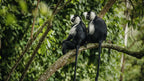 RWANDA GORILLA & RAINFOREST SAFARI