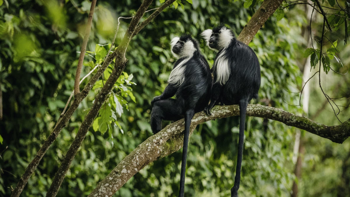 RWANDA GORILLA & RAINFOREST SAFARI