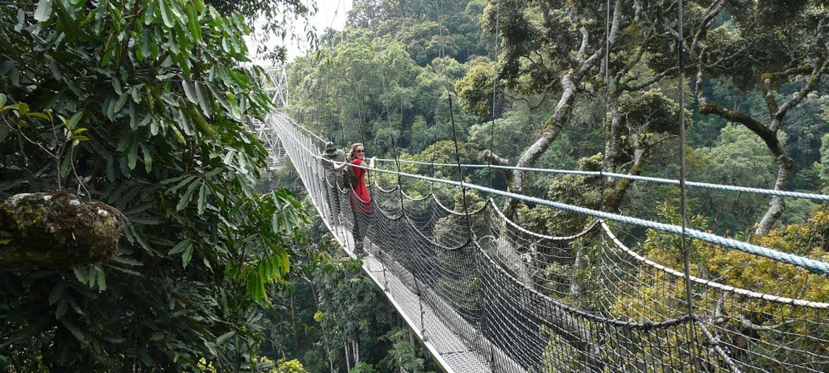 RWANDA GORILLA & RAINFOREST SAFARI