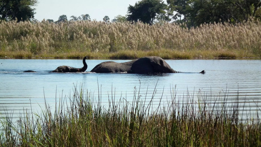 BOTSWANA WILDLIFE EXPLORER