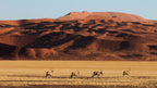 TRANS AFRICA SIGNATURE LODGE SAFARI