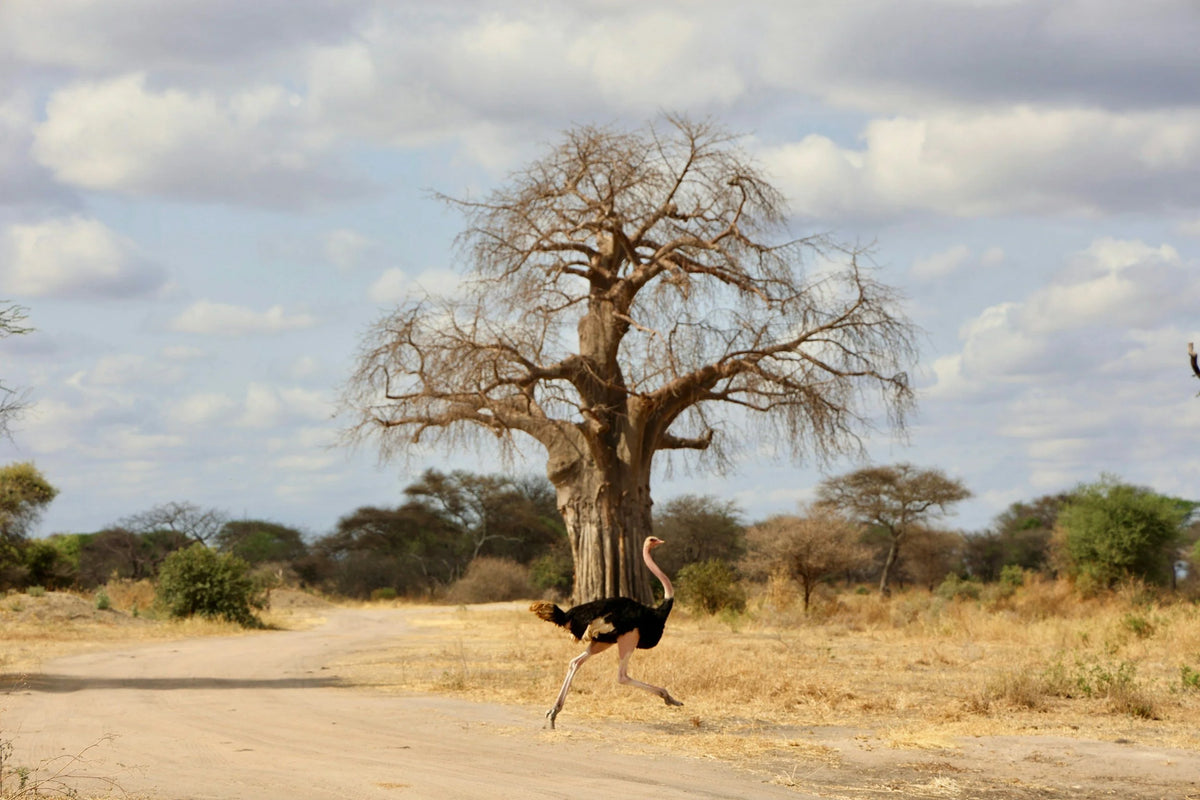 SERENGETI GREAT MIGRATION SAFARI