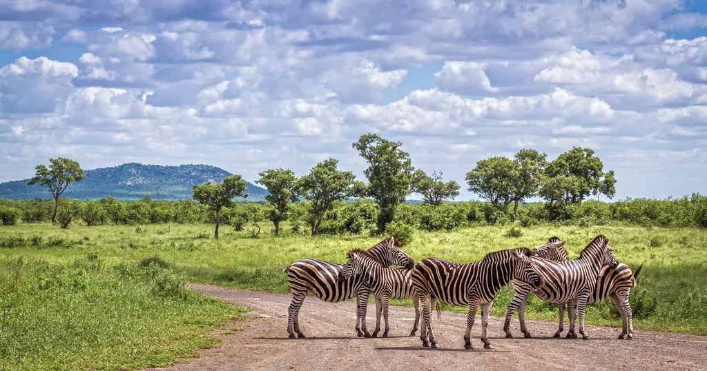 KRUGER & MOZAMBIQUE SAFARI AND BEACH ESCAPE