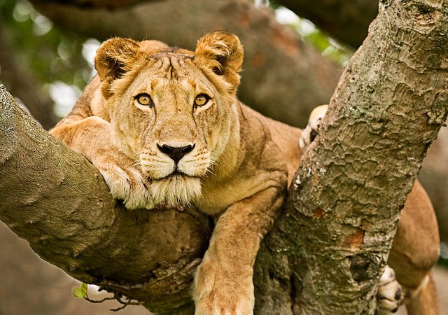 UGANDA GORILLA & WILDLIFE SAFARI