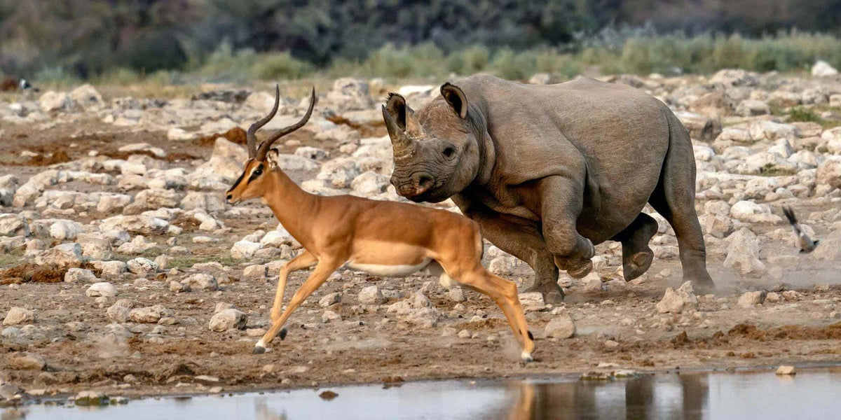 TRANS AFRICA SIGNATURE LODGE SAFARI
