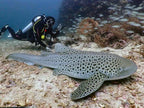 MADAGASCAR DIVING AND WILDLIFE ADVENTURE