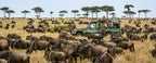 SERENGETI GREAT MIGRATION SAFARI