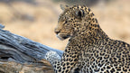 ZAMBEZI & LUANGWA SIGNATURE SAFARI