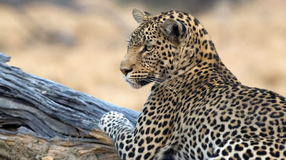 ZAMBEZI & LUANGWA SIGNATURE SAFARI