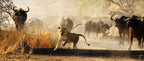 ZAMBEZI & LUANGWA SIGNATURE SAFARI