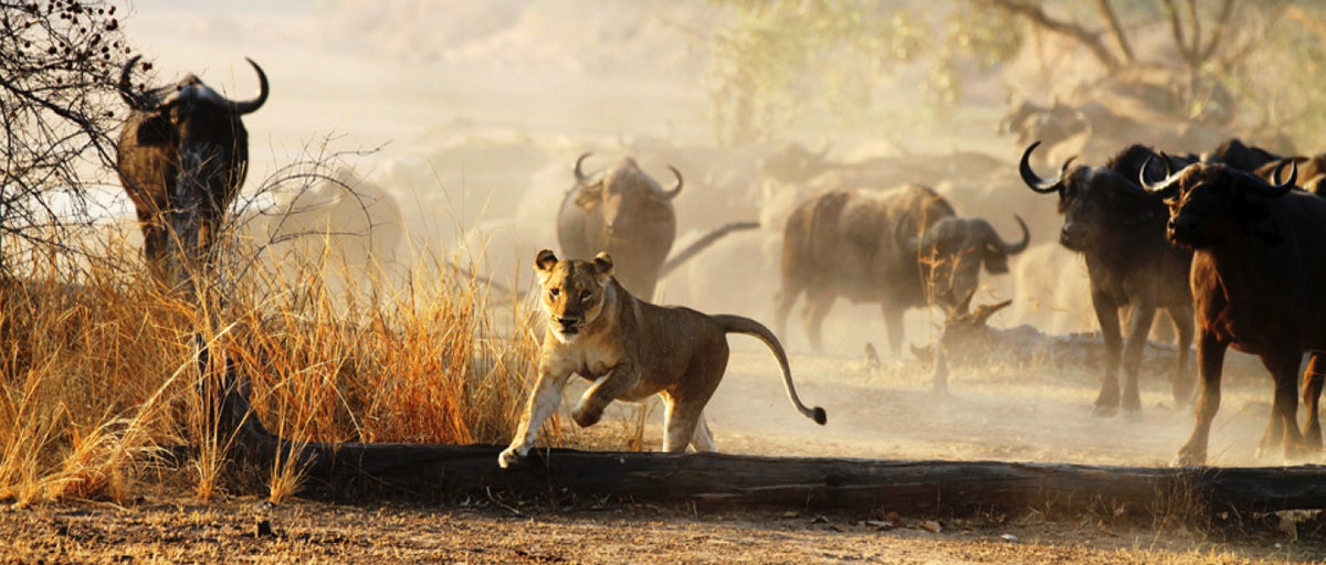 ZAMBEZI & LUANGWA SIGNATURE SAFARI