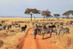 NORTHERN TANZANIA SAFARI EXPERIENCE