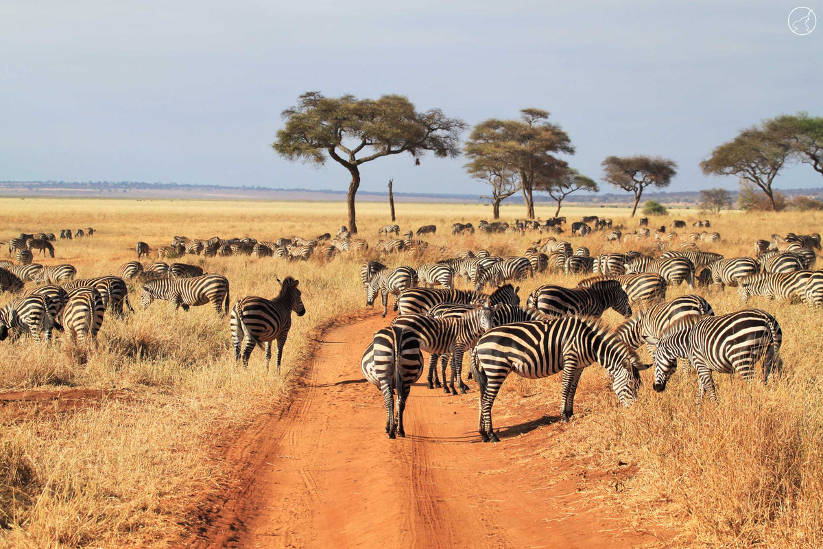 NORTHERN TANZANIA SAFARI EXPERIENCE