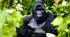 UGANDA GORILLA & WILDLIFE SAFARI