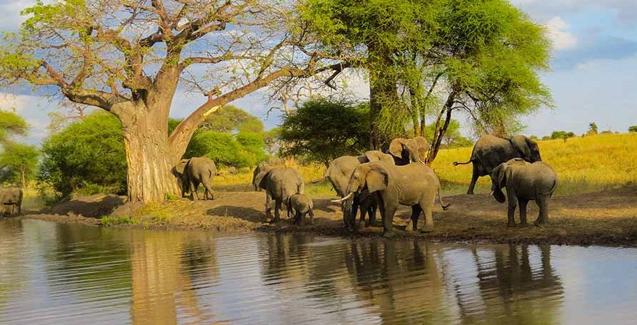 GREAT EAST AFRICA MIGRATION SAFARI