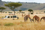 GREAT EAST AFRICA MIGRATION SAFARI