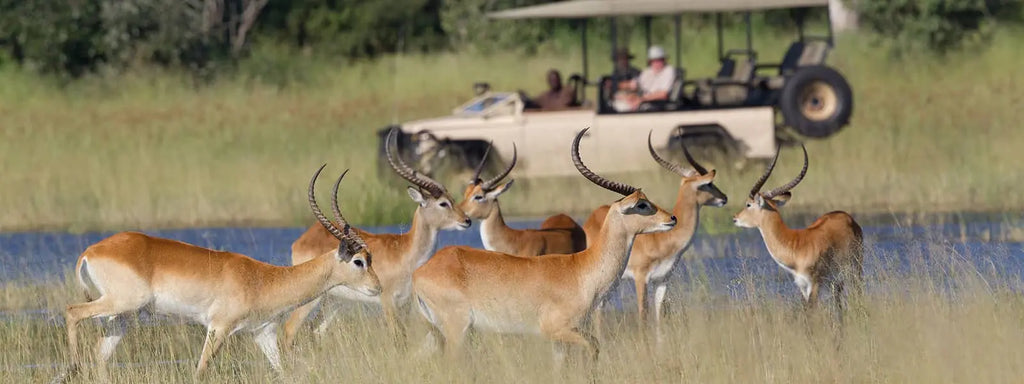 BOTSWANA WILDLIFE EXPLORER