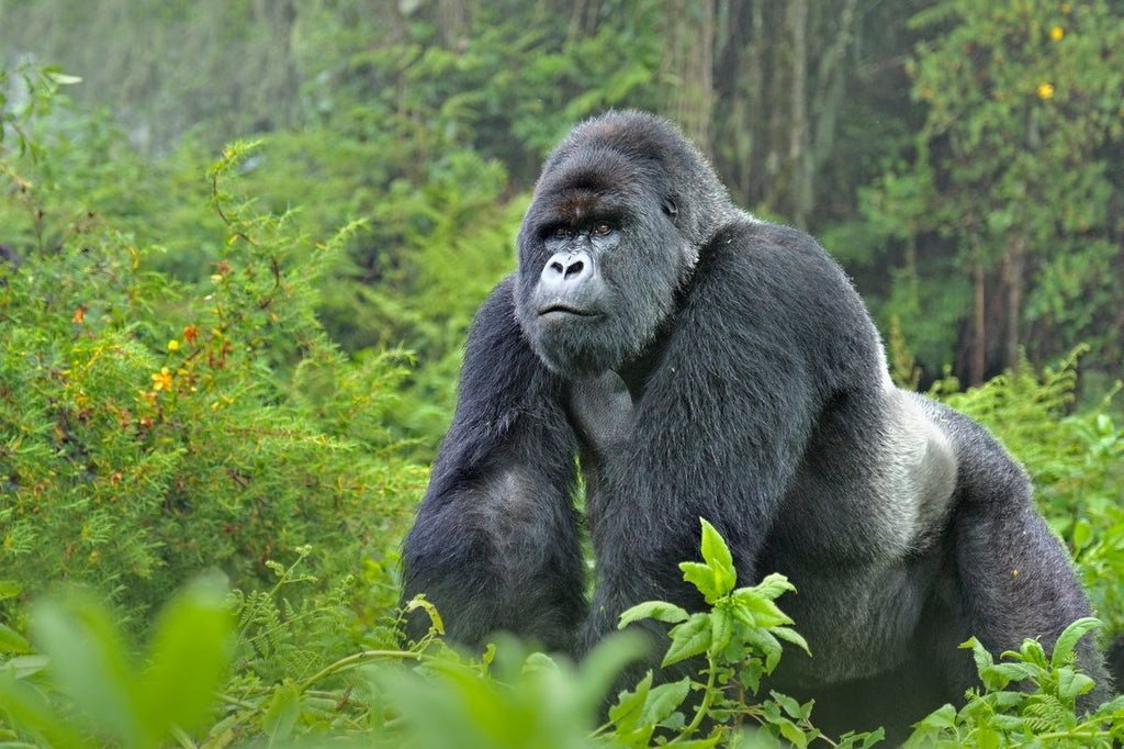 RWANDA GORILLA & RAINFOREST SAFARI