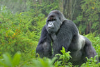 RWANDA GORILLA & RAINFOREST SAFARI