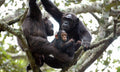 RWANDA GORILLA & RAINFOREST SAFARI