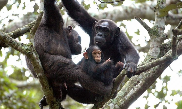 RWANDA GORILLA & RAINFOREST SAFARI