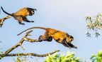 RWANDA GORILLA & RAINFOREST SAFARI