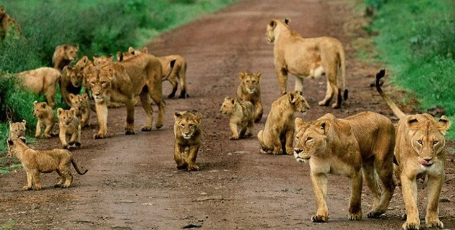 UGANDA GORILLA & WILDLIFE SAFARI