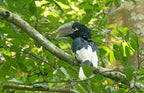 UGANDA GORILLA & WILDLIFE SAFARI