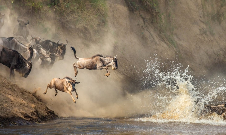 GREAT EAST AFRICA MIGRATION SAFARI