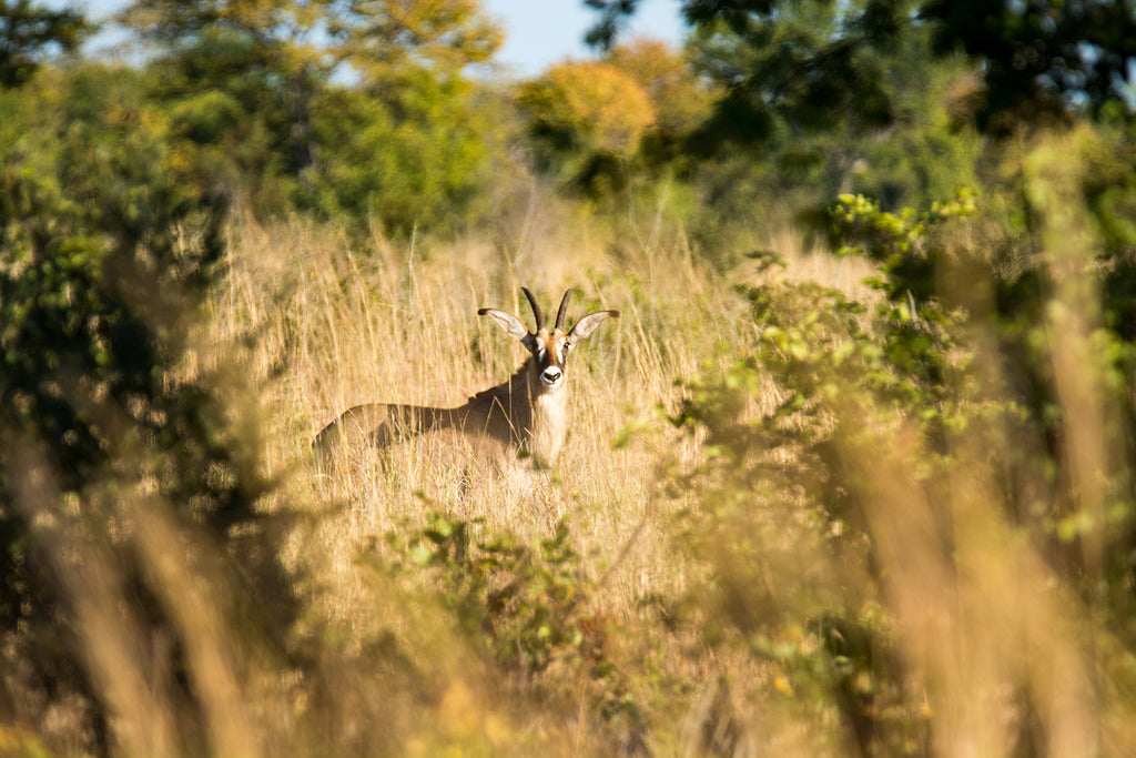 BOTSWANA SIGNATURE SAFARI
