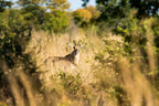 BOTSWANA SIGNATURE SAFARI