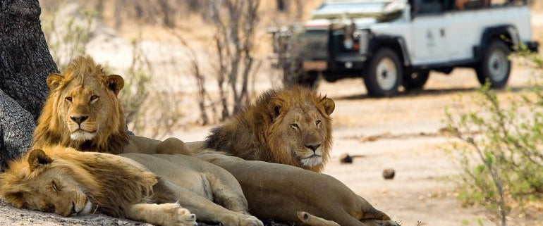 VICTORIA FALLS & HWANGE SAFARI