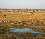 VICTORIA FALLS, CHOBE & OKAVANGO EXPLORER