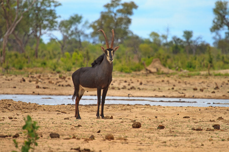 ZAMBEZI GRAND EXPLORER
