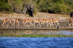 VICTORIA FALLS & CHOBE SAFARI