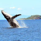 MADAGASCAR ISLAND HOPPING  ESCAPE