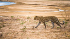 ZAMBEZI & LUANGWA SIGNATURE SAFARI
