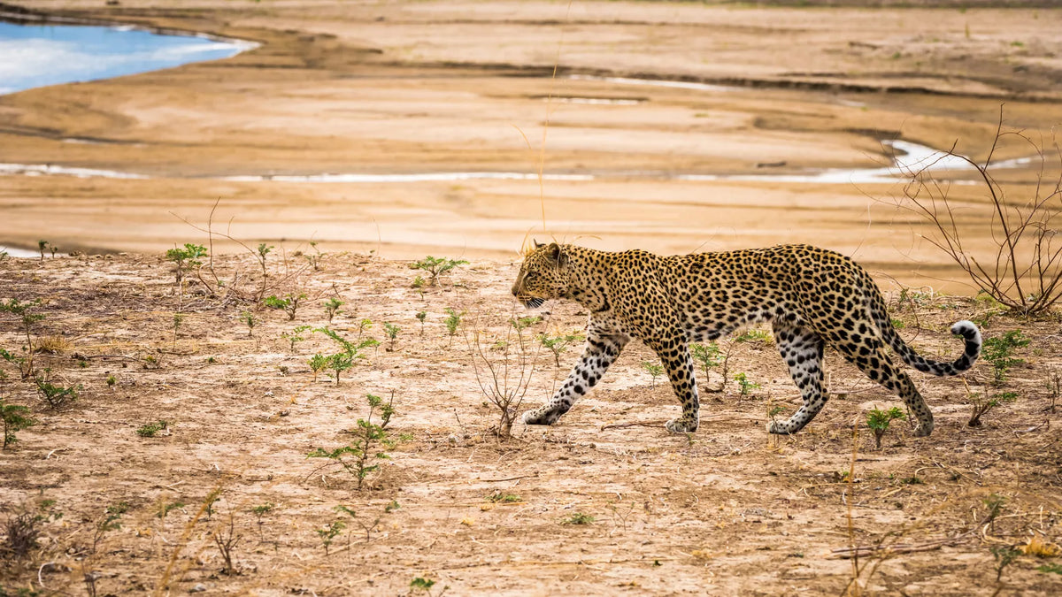 ZAMBEZI & LUANGWA SIGNATURE SAFARI