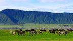 NORTHERN TANZANIA SAFARI EXPERIENCE